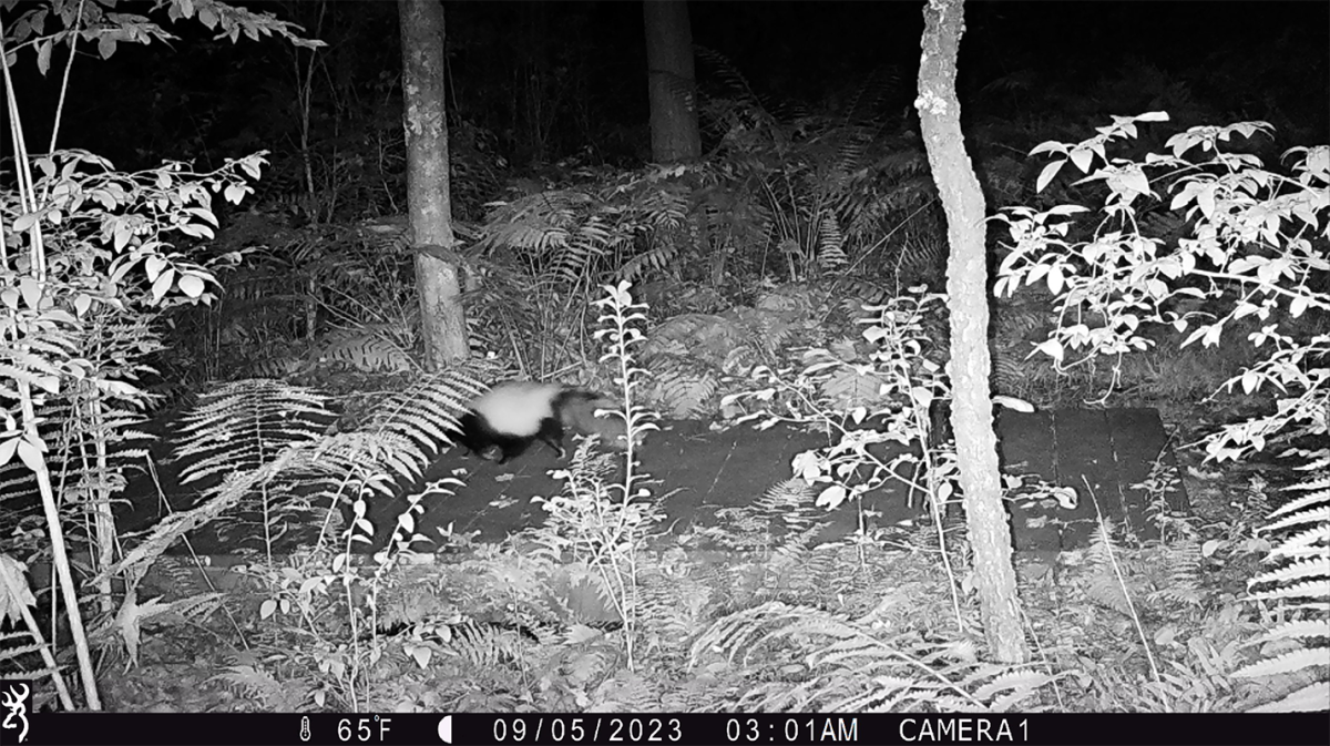 Wildlife photo