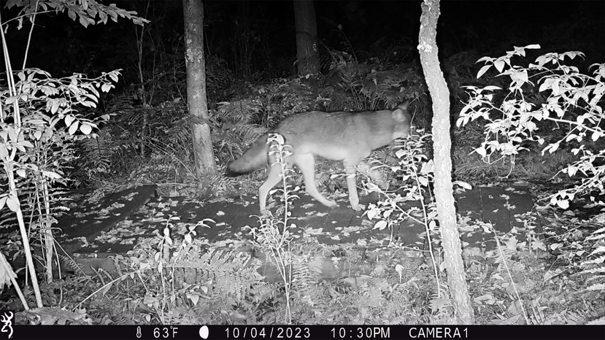 Wildlife photo
