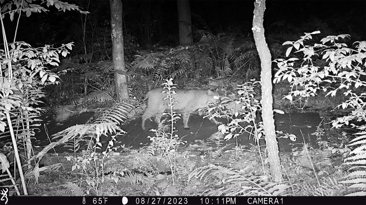 Wildlife photo