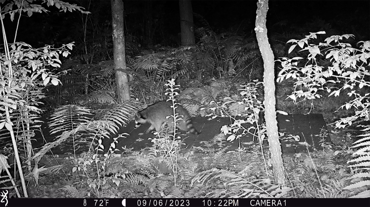 Wildlife photo