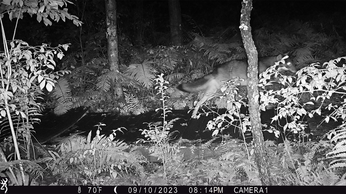Wildlife photo