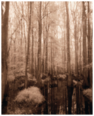 A sepia-toned forest scene with tall trees and a reflective water surface, creating a serene, tranquil atmosphere.
