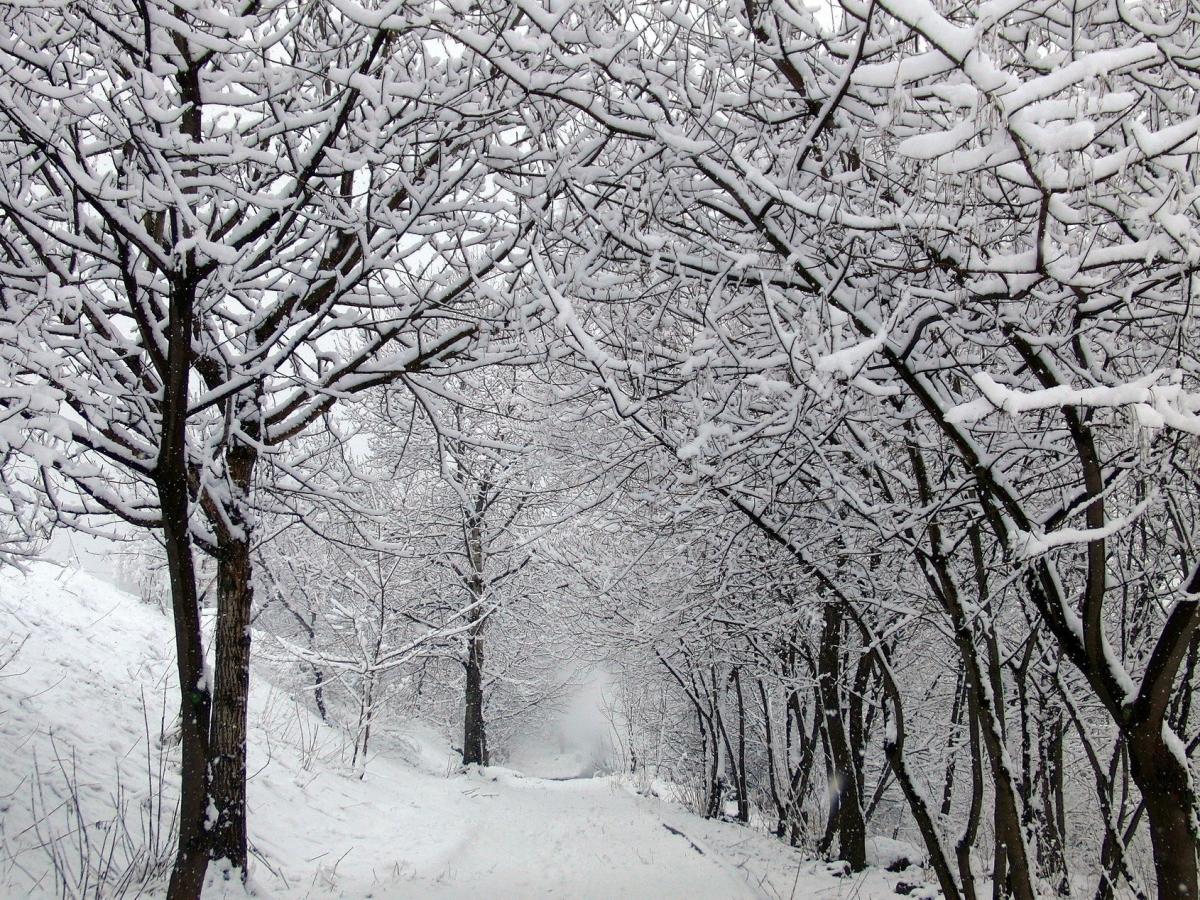 Snowy Road