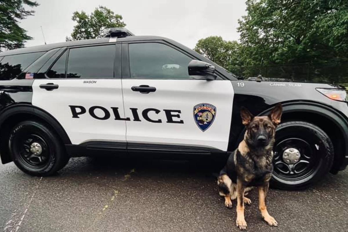 K9 Mason