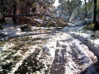photo of snow storm with trees down