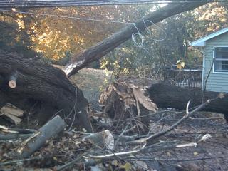 photo of tree fallen over