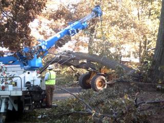 photo of tree fallen over