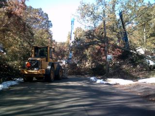 photo of trees blocking a road