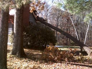 photo of a tree crashed into a house